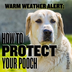 protect your pooch
